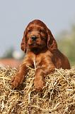 SETTER IRLANDAIS 127